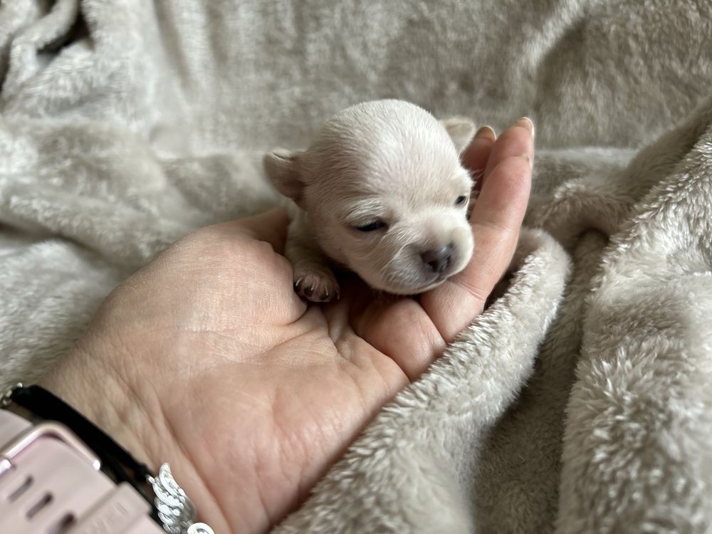 Piesek Chihuahua ecru