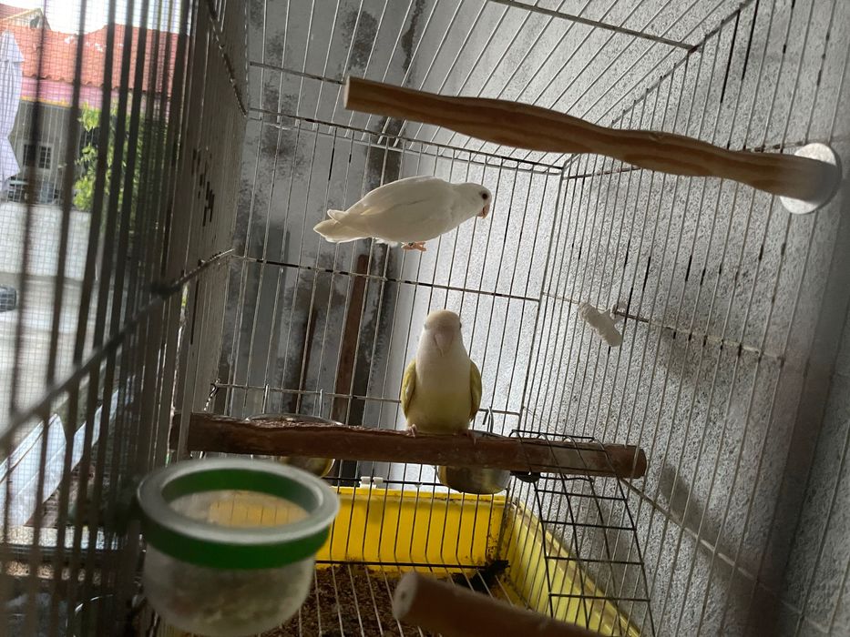 Casal de roseicollis