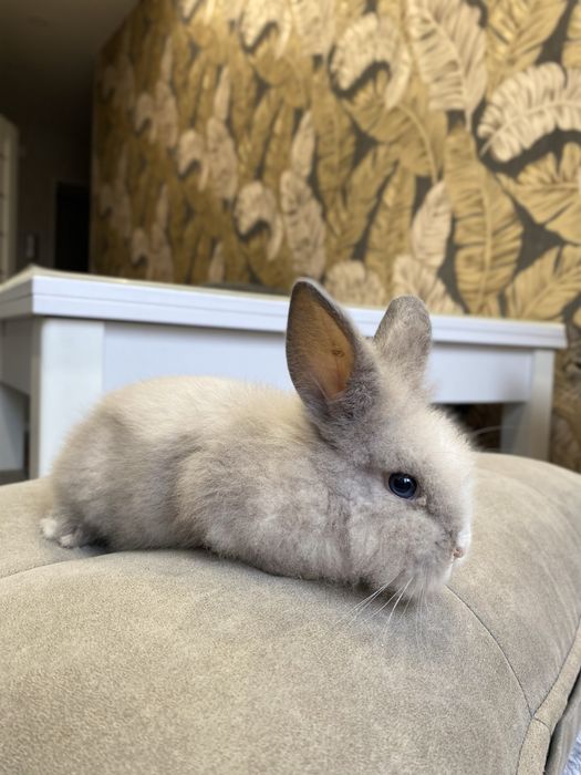 Кролик декоративний