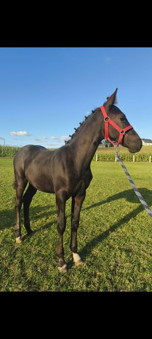 Rezerwacja! Sprzedam kuca ogier konia kuc walijski D welsh cob / pks