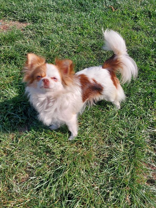 Czekoladowy chłopiec chihuahua dostępny do rezerwacji.