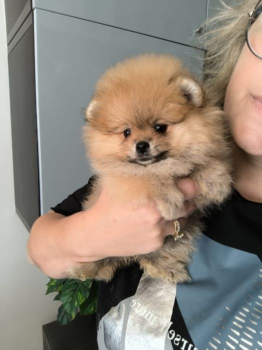 Spitz Anão.Lulu da Pomerânia. Com Pedigree. Lop e Afixo