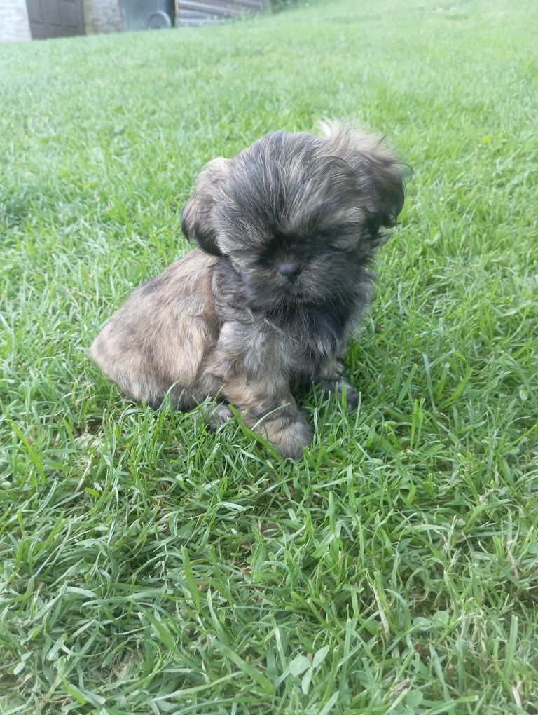 Piękna suczka shih tzu