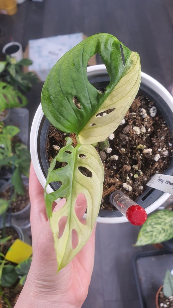 Monstera adasonii Japanese tricolor variegata half-moon