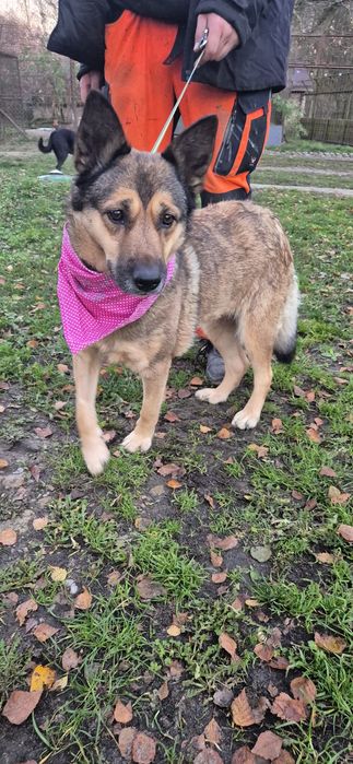 Suczka około pięć lat