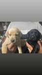 Labrador com 2 meses