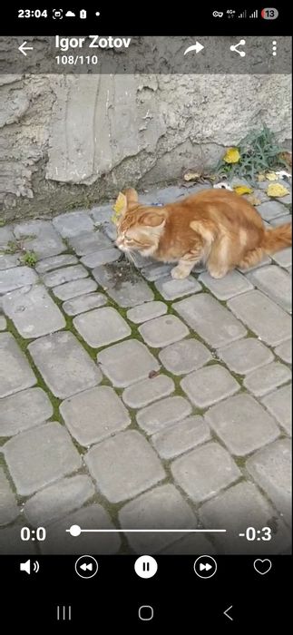 Отдам бесплатно котят