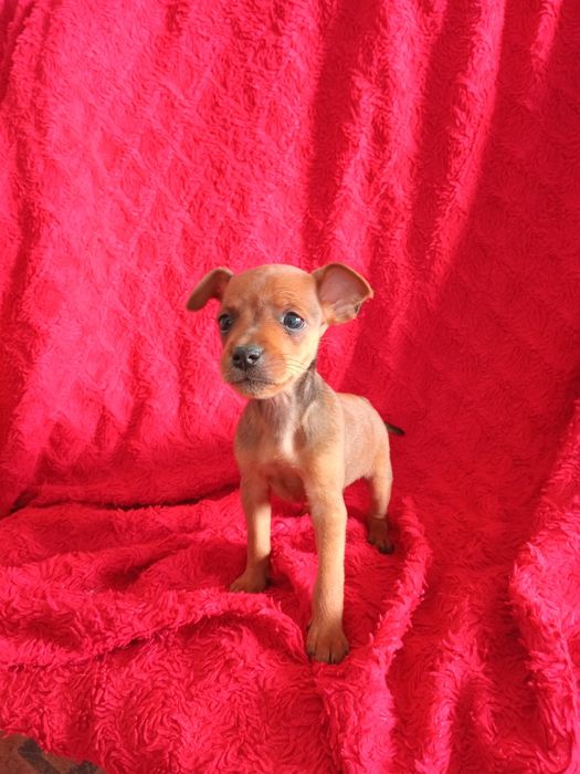 Exelente macho pinscher miniatura