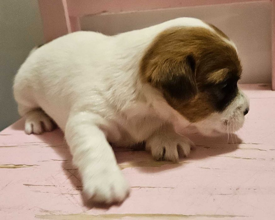 Jack Russell Terrier FCI ZKwP