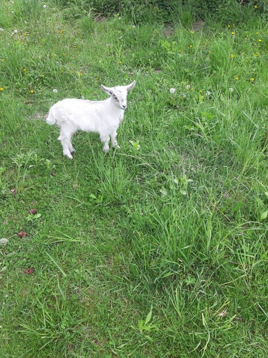 Продам козеня кізочка