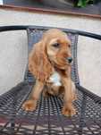 Cocker spaniel suczka