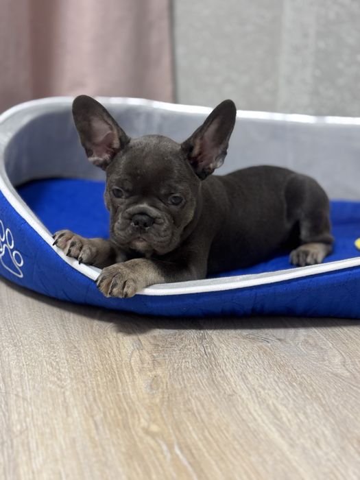 Голубі французькі бульдоги , цуценята готові до переїзду