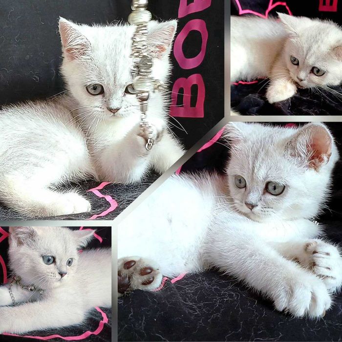 Чистокровні котики!