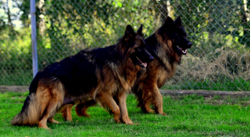 Owczarek Niemiecki Długowłosy szczeniak