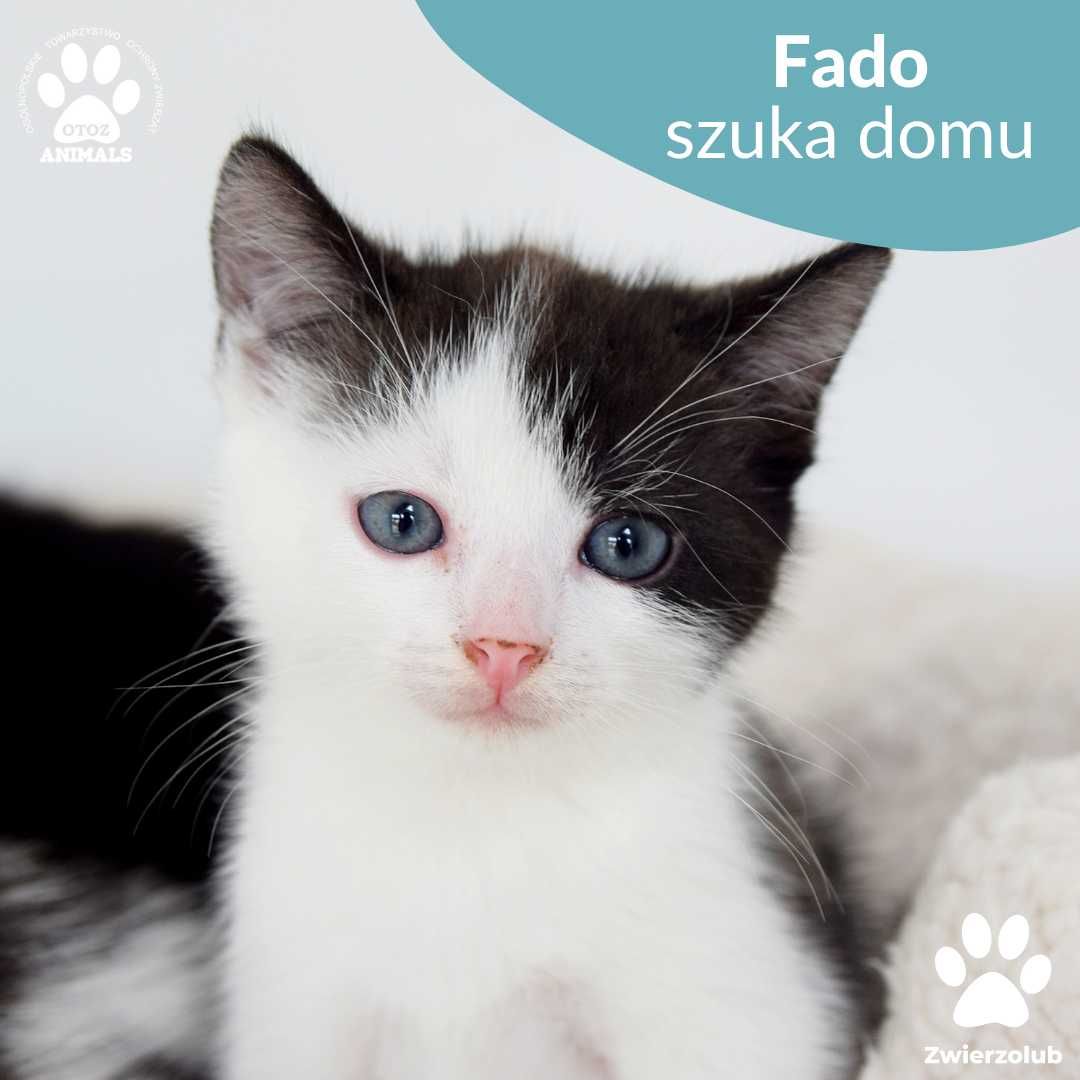 Małe koty do adopcji, Fado, Figaro i ich mama Frida szukają domów!
