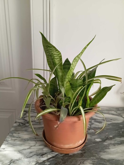 Duo Espada de São Jorge ev