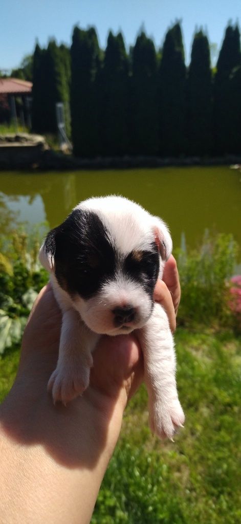 Parson Russell Terrier
