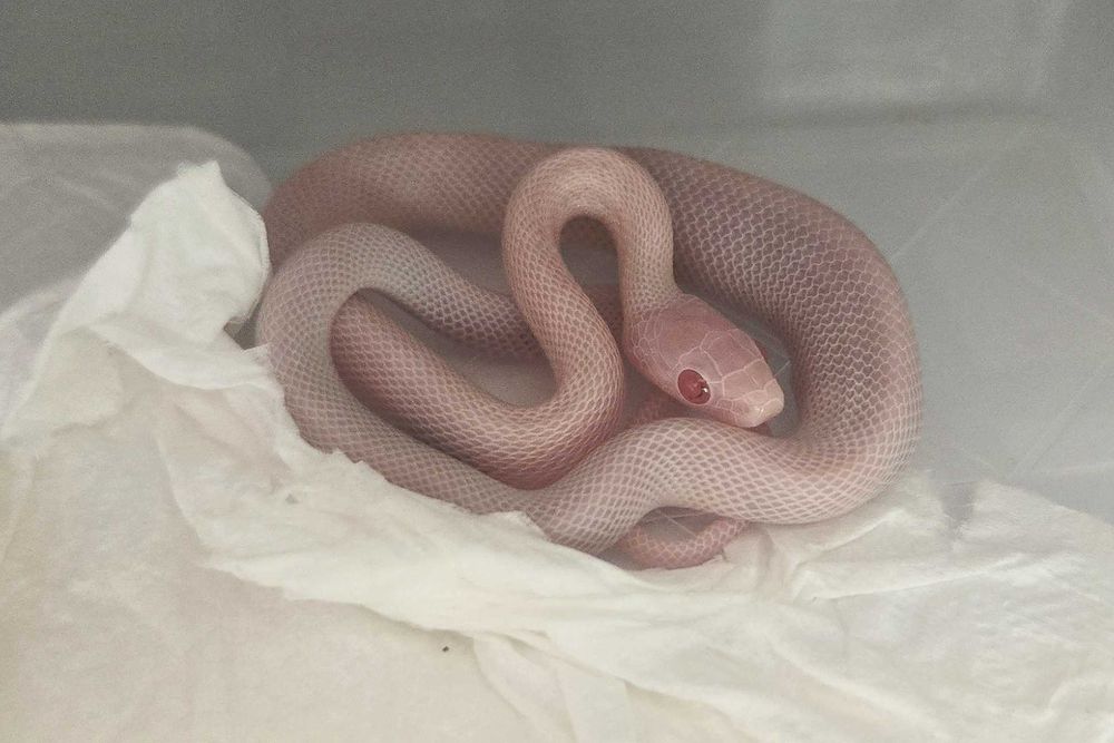 Wąż zbożowy Blizzard - młode samce i samice