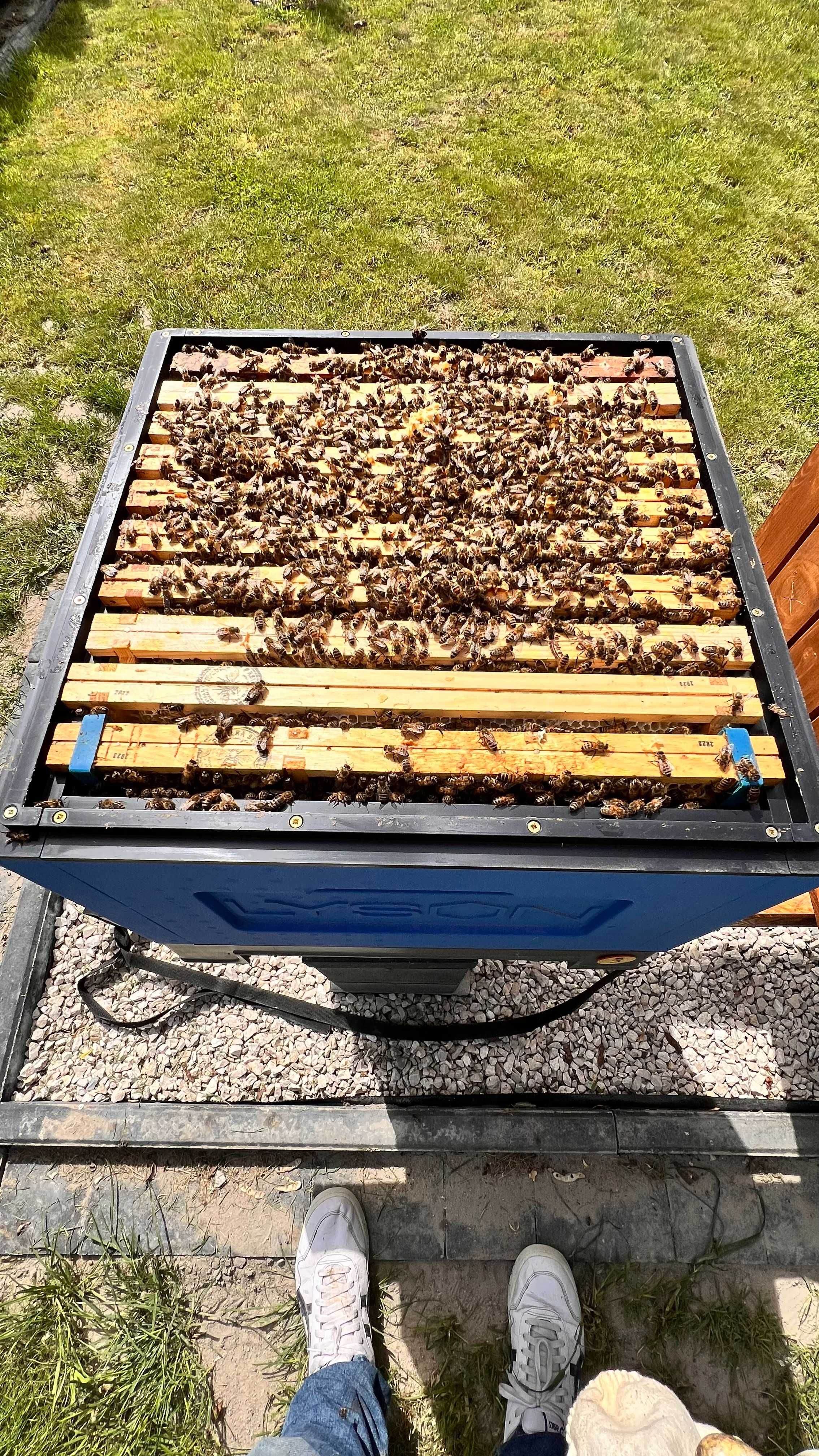 Pszczoły - Rodziny pszczele towarowe na ramce Wielkopolskiej 10 ramek