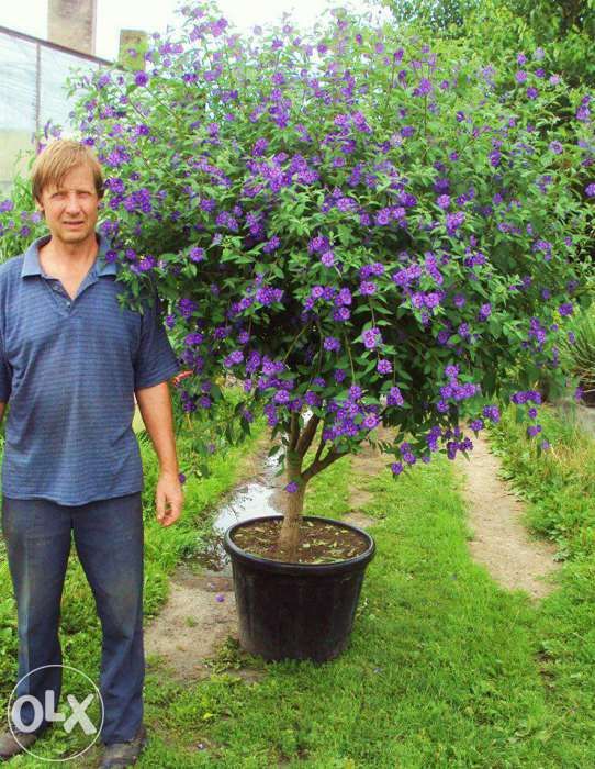 Solanum rantonetti 50 cm -szafirowa burza -psianka - sadzonka donic