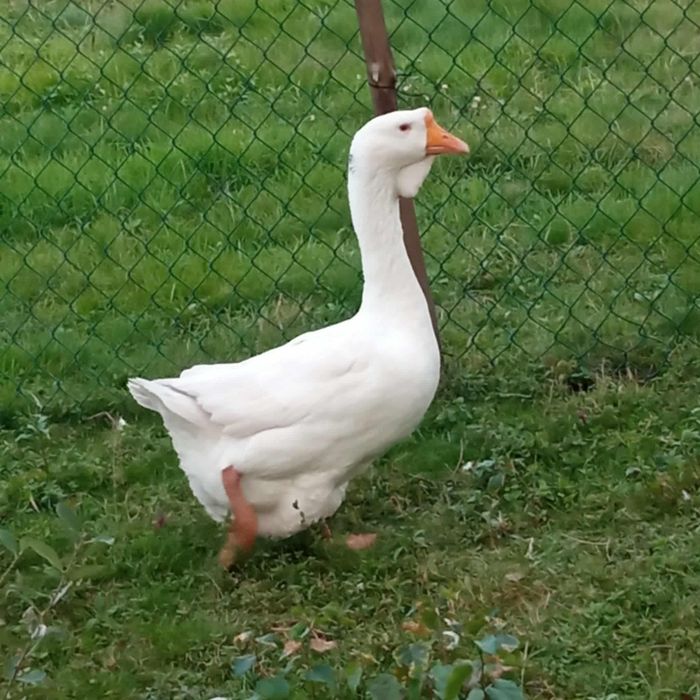 Gęsi  Chołmogory