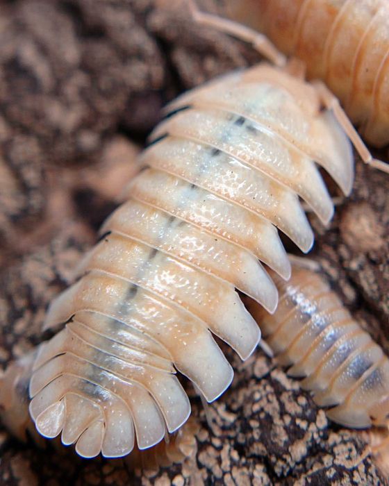 Armadillidium pallasii "Orange", isopody, 10 szt.
