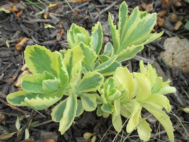 Садовые растения суккуленты седум очитки эхеверии молодило