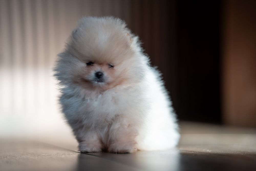 Szpic miniaturowy pomeranian