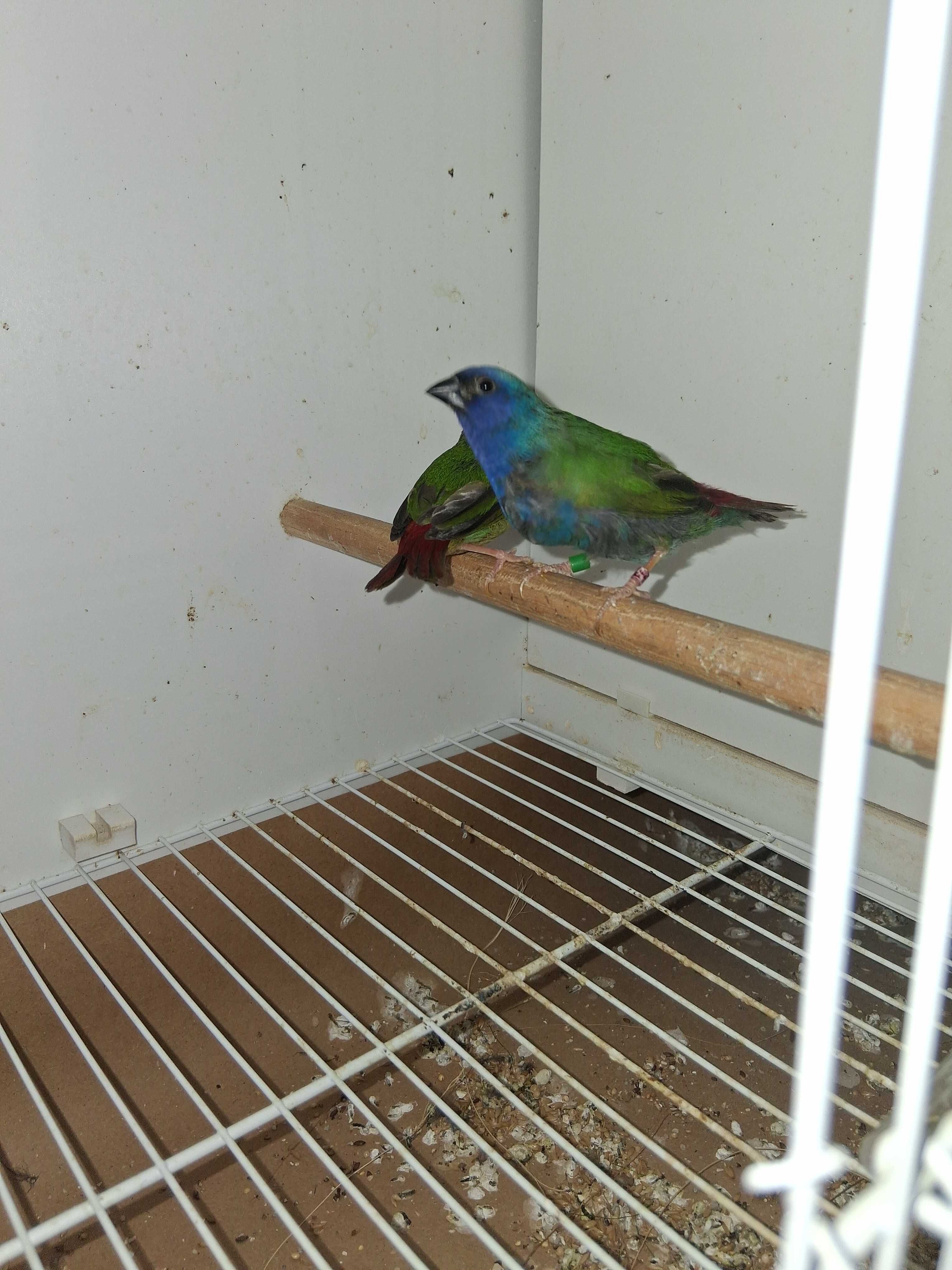 Forbes diamante ( 2 casais)