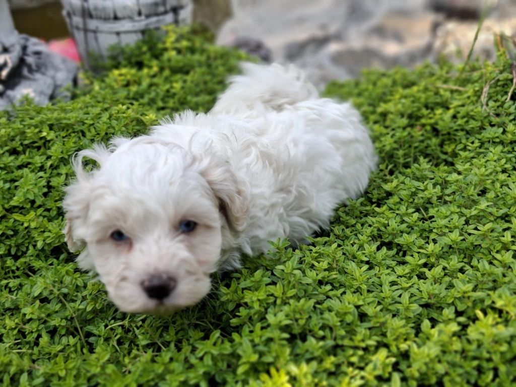 Maltipoo z metryką