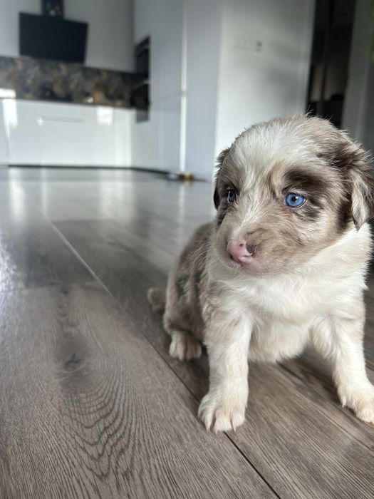 Border Collie Lilac Merle Sunia
