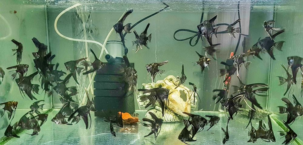 Скалярія (Скалярия)