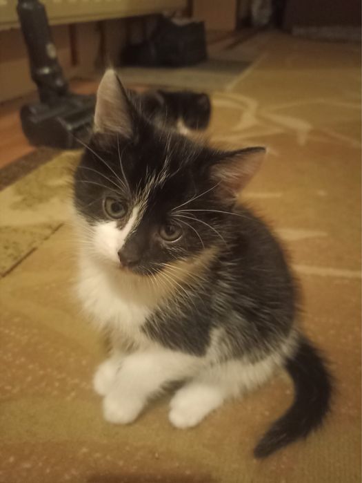 Oddam 2 kotki czarno-białe