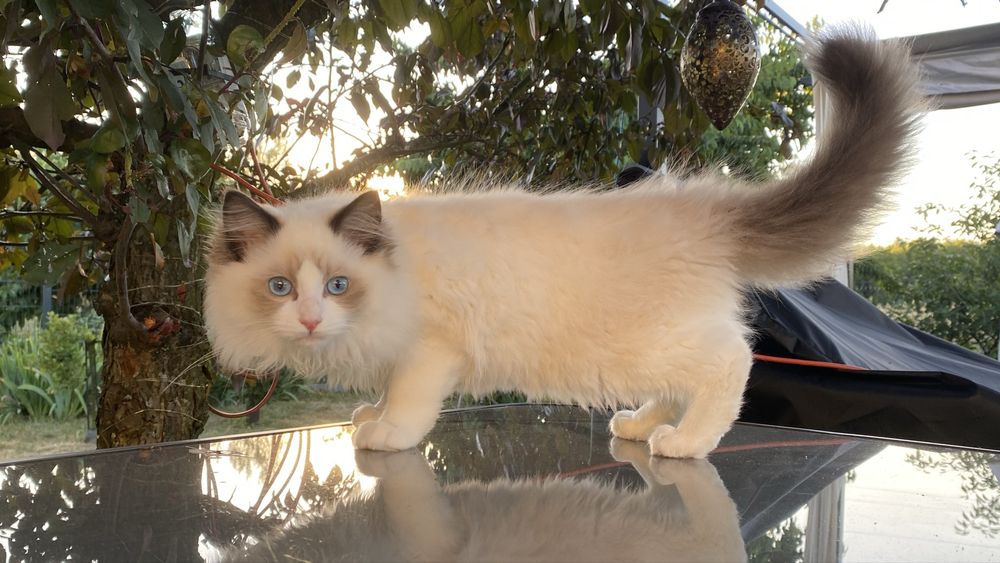 Ragdoll kot kocur FPL  gotowy do przeprowadzki
