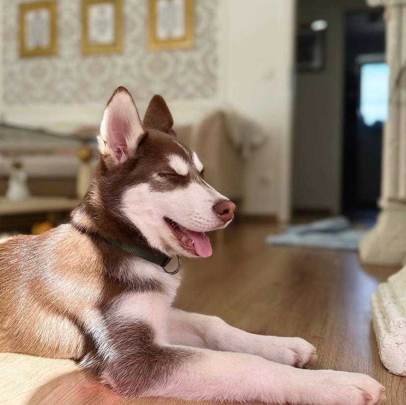 Szczeniak Husky Siberian Syberyjski