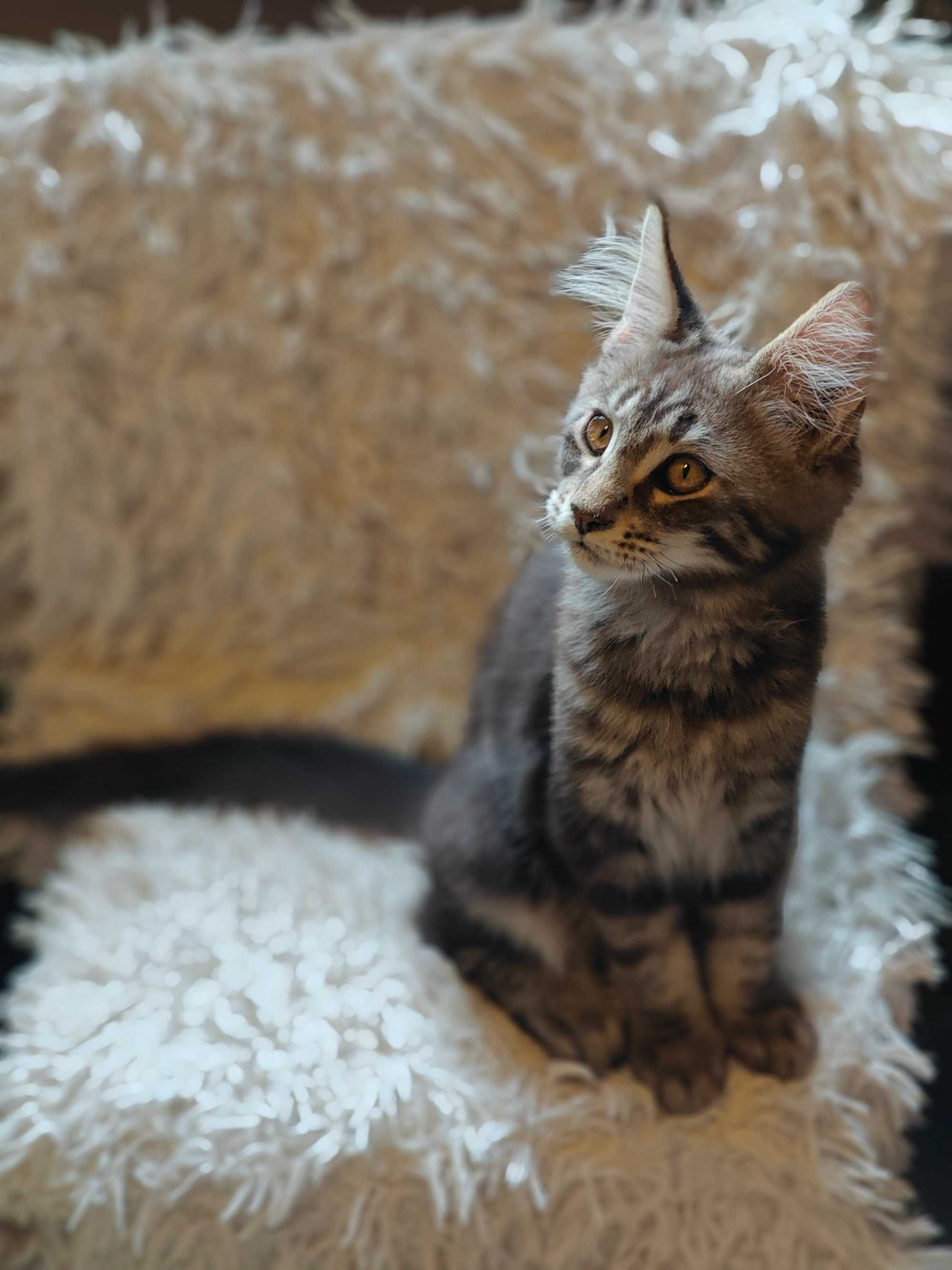 Kocięta Maine coon niebieskie srebrne czarne dymne fpl ccf