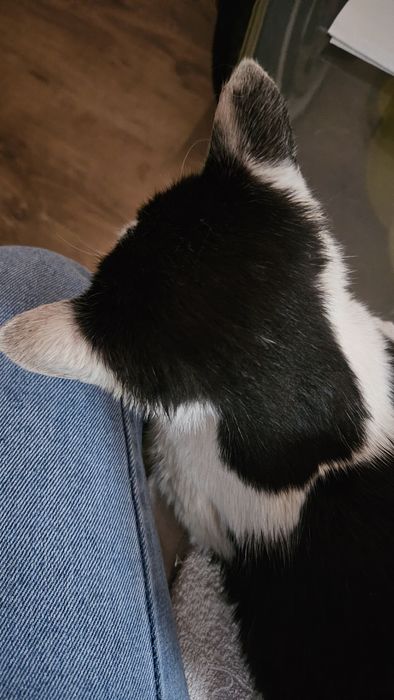 Kocurek Koleżka szuka lokum.