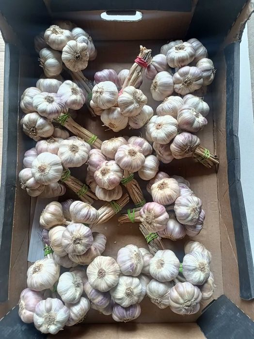 Czosnek polski HARNAŚ warkocze, pęczki, główki