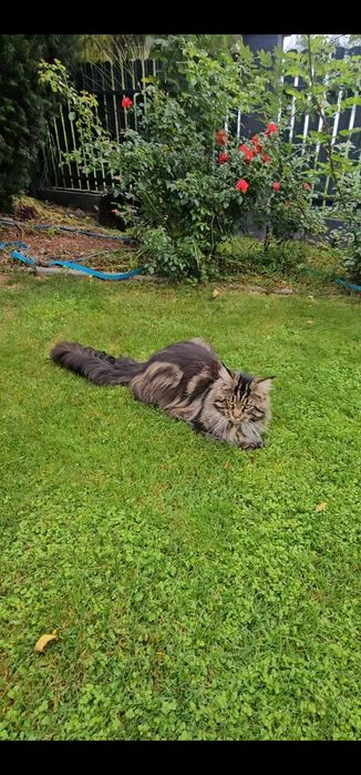 Maine coon Pręgowany