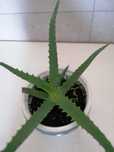 Aloes leczniczy wysokość 12cm.Kwiat doniczkowy.