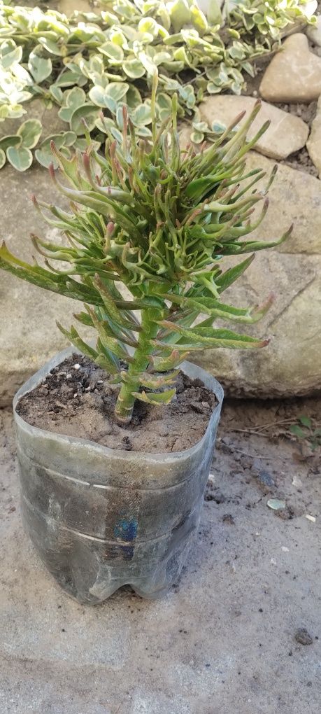 Каланхоє Катапіфа Тарантул (Kalanchoe Katapifa Tarantula) -