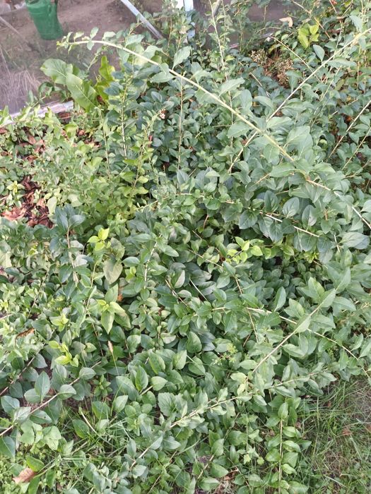 Jagoda goji,sadzonki sprzedam wysyłka  olx