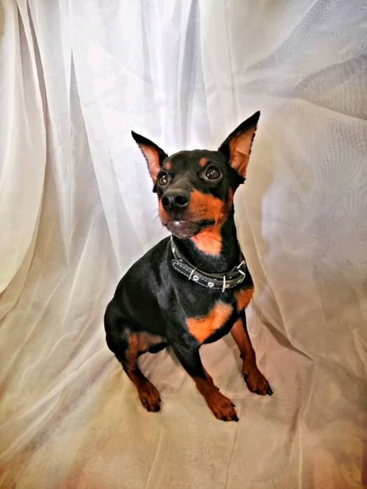 Вязка цвергпинчер