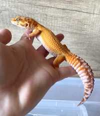 Леопардовый геккон. Эублефар.  Red diamond tremper tangerin Импорт