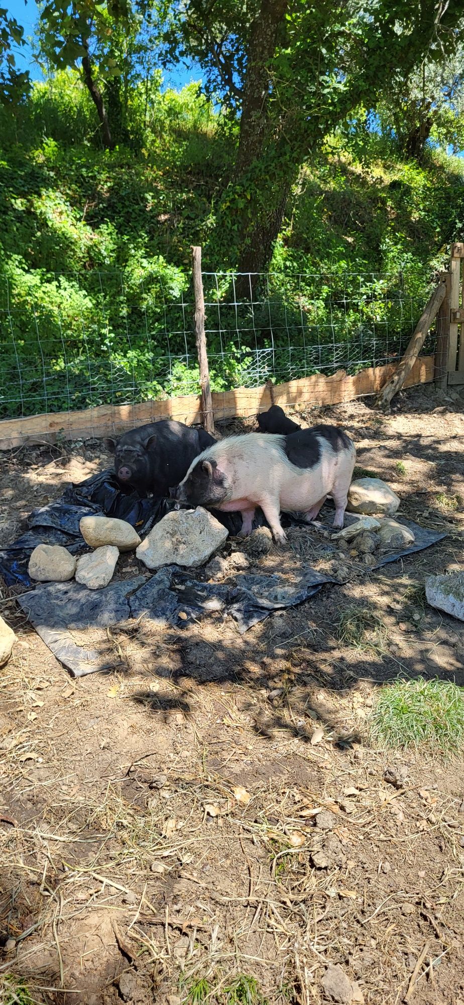 Mini pig | Porco anão capado