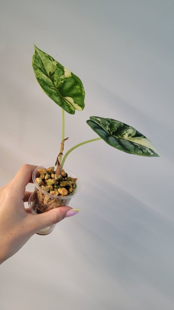 Alokazja Dragon Scale variegata