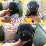 Prześliczna dziewczynka Dalia labrador retriever