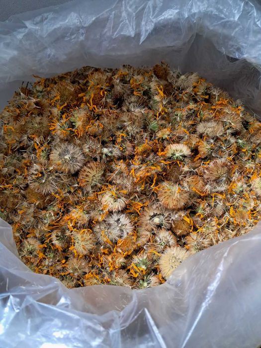 Продам Арніку Гірську