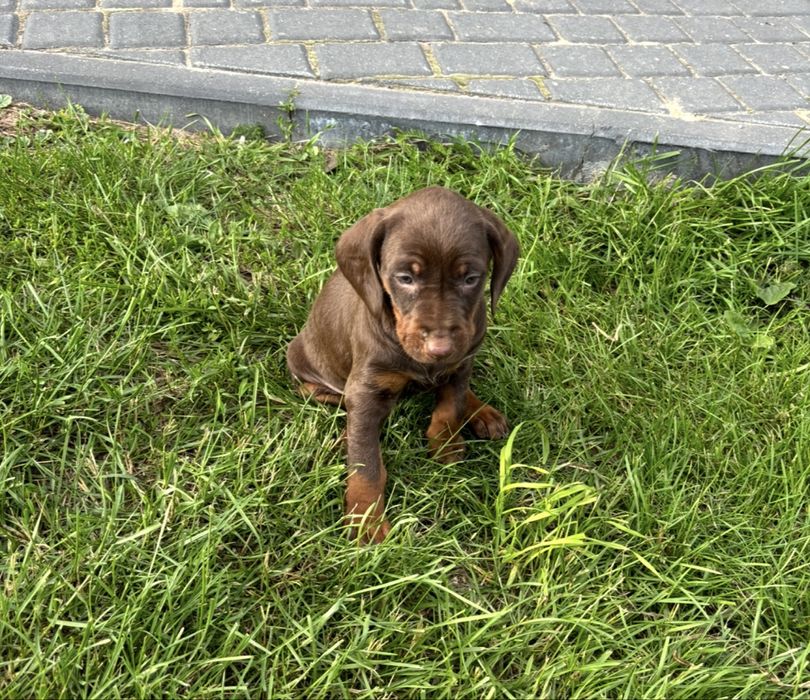 Szczeniak Gończy Polski