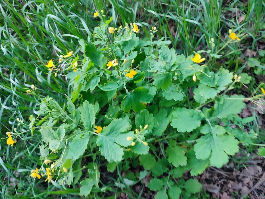 Чистотіл свіжий на зріз, сушений, саджанці, сік